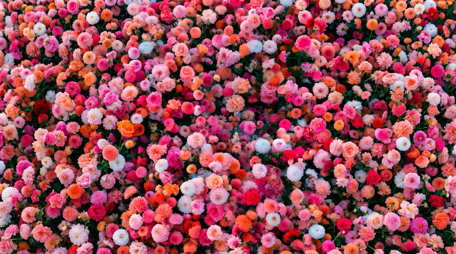 A dense field of pink, coral, red and white flowers
